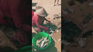 Sorting fish in Da Nang, Vietnam #shorts #danang #vietnam #fishing #mykhebeach #southchinasea