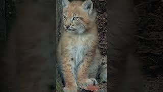 Adorable Baby Lynx: First Steps and Playtime!