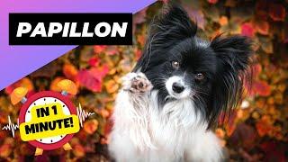 Papillon - In 1 Minute!  One Of The Most Intelligent Dog Breeds In The World | 1 Minute Animals