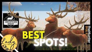 AMAZING Spots to Find RED DEER in Hirschfelden!  Hunter: Call of the Wild