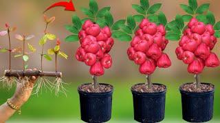 New techniques for reproducing rose apple tree from rose apple fruit to get fruit fast 100%