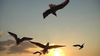 Birds Flying  in the Sky at Sunset /beauty of nature/ bird music video/birds flying video