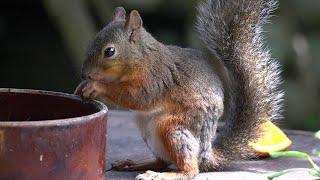 Japanese Squirrel Eating Worms & Walnut