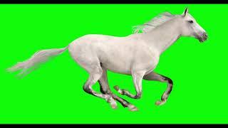Horse Green Screen free to use