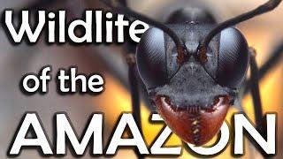 Rare insects in the AMAZON RAINFORREST - Documentary