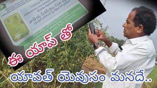 ఈ యాప్ తో యావత్ యెవుసం మనదే?|national pest surveillance system (NPSS) in all crops| karshaka nestham