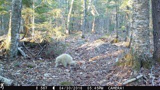 Trail Camera Slideshow