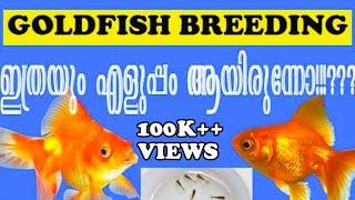 #How to breeding GOLDFISH natural way?? malayalam