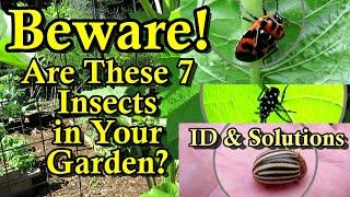 Identifying 7 Bad Insects You DON'T Want in Your Garden: Visual Identification & Treatment Options