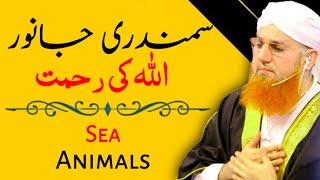 Samundari Janwar || Sea Animals || Abdul Habib Attari || MashaAllah Studio