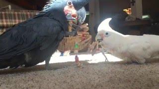 Cutest pets: black cockatoo plays with a goffins on a cockatoo play date