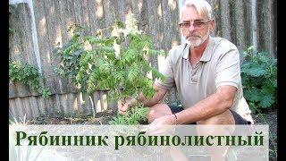 Рябинник рябинолистный  - работа над ошибками