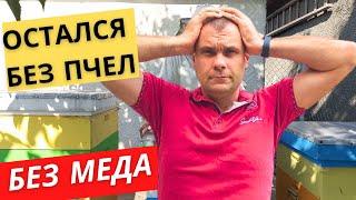 Остался без пчел и без меда. Обзор на 02 августа.