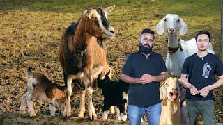 Goat Farming in Pakistan | Zaitoon Cattle & Goat Farm