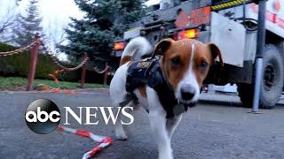 Ukrainian bomb-sniffing dog helps clear bombs l WNT