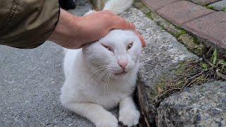 The calmest and gentlest white cat I have ever seen in my life.