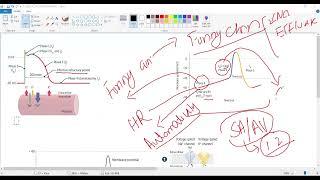 Antiarrhythmic drugs/Myocardial action potential/Pacemaker action potential(Cardiology USMLE STEP 1)