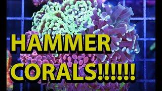 The Secret To Keeping Hammer Corals