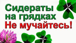 О СИДЕРАТАХ ПОДРОБНО. КАК СЕЯТЬ И ГДЕ