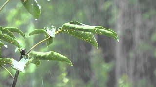 Som de Chuva Suave para Sono Profundo  Sons Relaxantes da Natureza  ASMR