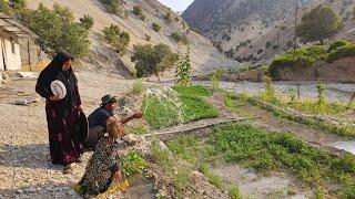 Exciting nomadic life in the middle of the mountains and the colors of Garmsir village 