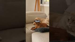 Cats vs Dogs: Who’s More Fun? #funny #pov #relatable #catsvsdogs #petshowdown #cutenessoverload