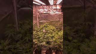 4x4 indoor grow under electric sky es300 v2