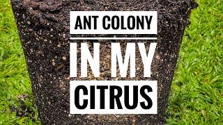 Ants in my potted Citrus    | Garden Upkeep 2022/2023