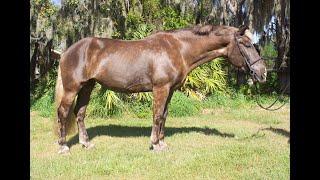 Classic - Black Forest Mare For Sale