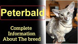 Peterbald. Pros and Cons, Price, How to choose, Facts, Care, History
