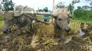 Kerbau bajak sawah dengan cara tradisional