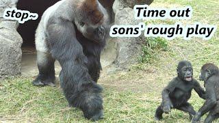 Part 1 : Gorilla dad often needs to stop two sons' rough play recently /大猩猩爸爸迪亞哥最近常要阻止兒子們的激烈玩耍