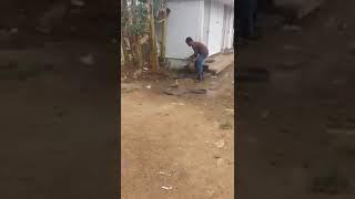 Man fearlessly handles a gigantic cobra