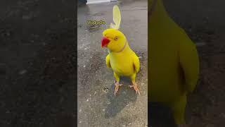 Funny parrot #funny #funnypetslife #funnyanimal #funnyshorts #animals #funnybird #pets #fyp #foryou