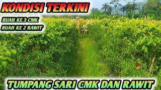 LUAR BIASA !!! TANAMAN CABE MASIH BERBUAH LEBAT MESKI UMUR TUA - TUMPANG SARI CMK DAN CABE RAWIT