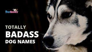 60+ Truly BADASS Dog Names (with Meanings!!) | PupNames.com
