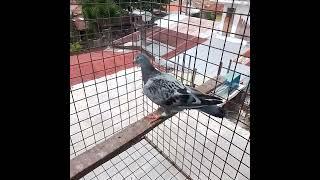 #birdsounds #racingpigeons #pigeonhobby #bird #pigeon #kuyapaullofttv #kalapatiracing #kalapati