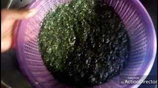 HOW TO PREPARE EDITAN LEAF BEFORE COOKING SOUP