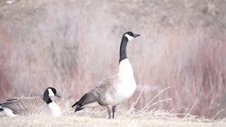 The Canadian Goose