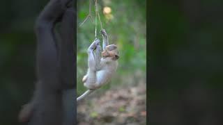 Cute Tiny Monkey | SVA daily life