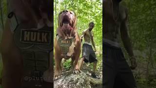 Don't miss AdultBaby animal vs soldier animals#ytshorts  #pakistanvoicetv #shorts