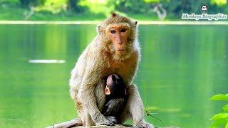 Congrats abandon monkey give a birth, She was abandon around 1 year and haft and new become a mommy