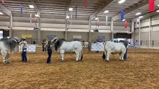 2018 ABBA National Brahman Show Gray Bull Senior Champion Drive