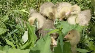 Pilgrim goslings ferociously eating leaves.