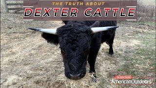 The Truth about Dexter Cattle