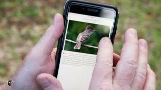 Explore Birds with Merlin App