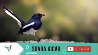 Suara Terapi Kacer Ampuh Mengatasi Macet Bunyi