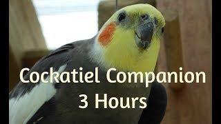 Cockatiel Companion 3 HOURS OF COCKATIELS!!!