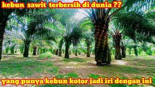 kebun sawit bersih cuma di Aceh  !! kebun kotor jadi iri ??