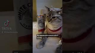 Yep #shorts #catshorts #tiktok #tiktokvideo #catsoftiktok #funnycats #cats